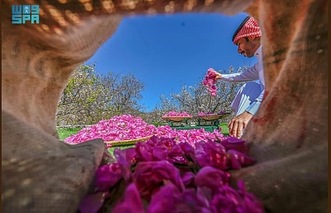 Taif Rose - A Blossoming Legacy of Fragrance and Tradition