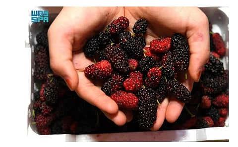 Mulberries Color Al-Ahsa Markets, Benefit Health