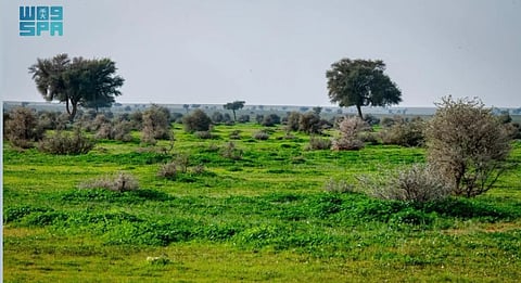 Green Cover in Imam Turki bin Abdullah Royal Nature Reserve Increases to 8.5%
