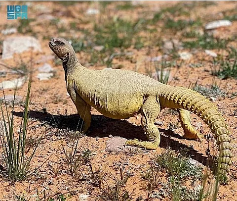 wildlife and its preservation in the Kingdom