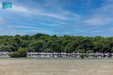 Mangrove trees occupy only 0.5% of the global coastal areas