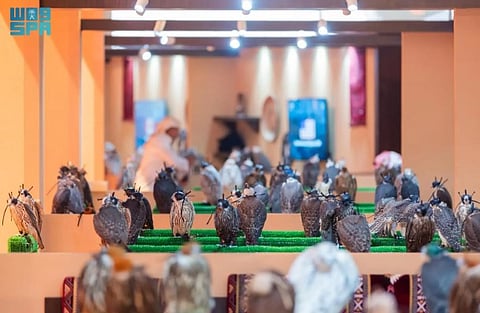 DW Falcons, a British farm, is offering 17 falcons, including Gyr and Gyr Shaheen, at the 2024 International Falcon Breeders Auction