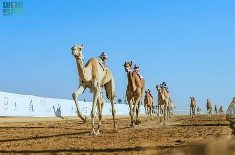 Saudi camel owners continue their strong performance at the fourth edition of the Saudi Camel Racing Federation Cup