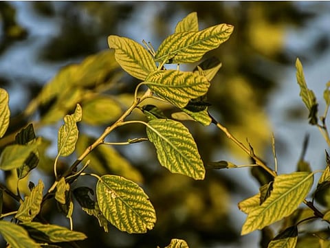 The Northern Borders region has witnessed a resurgence of endangered and near-extinct wild plants and shrubs