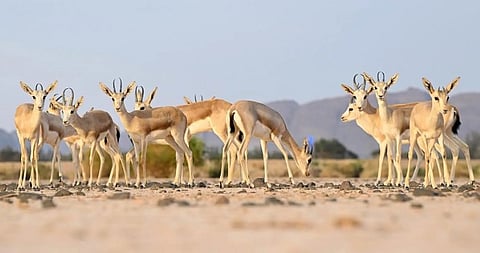 AlUla Celebrates Gulf Wildlife Day, Showcases Rich Environmental Diversity