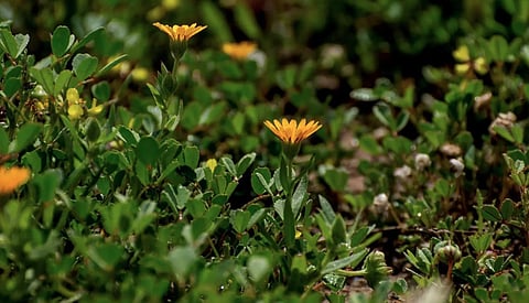 Field Marigolds Bloom Across Northern Borders Region