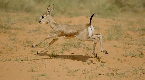 National Wildlife Center Announces Birth of Five Arabian Sand Gazelles
