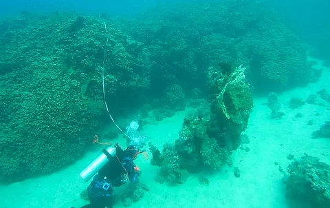 A 800-Year Lost Treasure: Ancient Living Coral Giant Discovered in the Red Sea Breaks Records