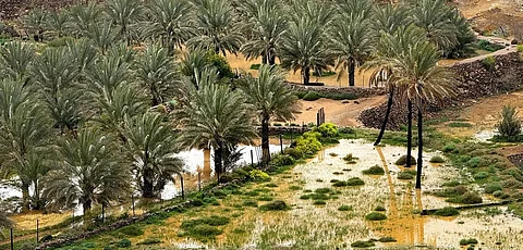 Light Rain, Gusty Winds Forecast for Madinah