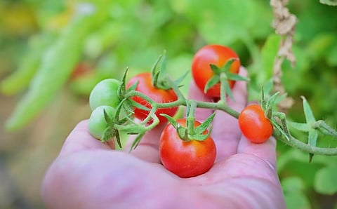 Greenhouses: Key Solution for Sustainable Agriculture, Food Security in Saudi Arabia