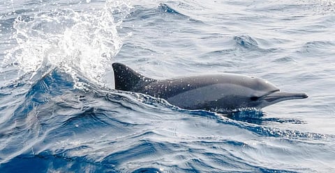 Pods of Dolphins Transform Al-Lith Islands into Marine Tourism Attraction