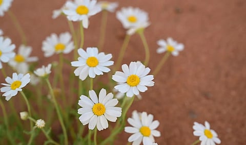 Spring Daisies Highlight AlUla's Desert Biodiversity