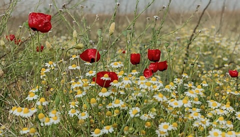 Anemone Blooms Blanket Northern Borders Desert, Creating Red Spring Landscape