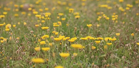 Rainfall Transforms Rafha’s Khazina Valleys into Vibrant Spring Landscapes