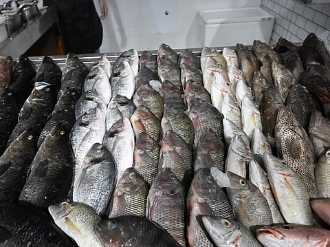 Jazan’s Fishing Season Revives Coastal Economy with Abundant Catches