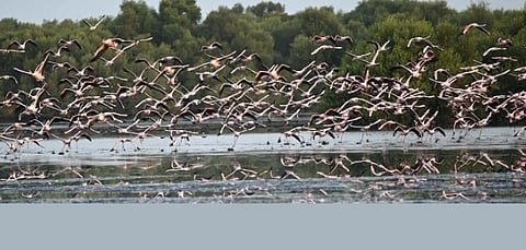 Flamingos and Mangroves Create Unique Ecological Link Along Jazan Coast