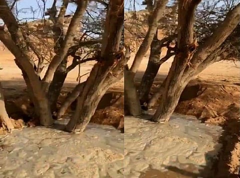 ancient trees