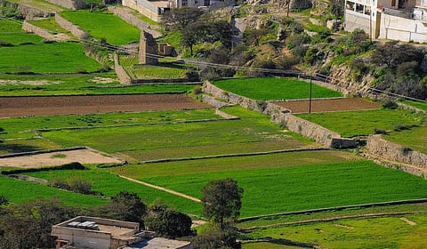 UK, UN welcome Saudi Arabia’s ‘green initiatives’