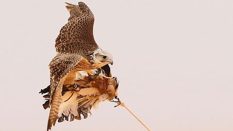 Saudi Arabia’s King Abdulaziz Falconry Festival Crowns 617 Winners