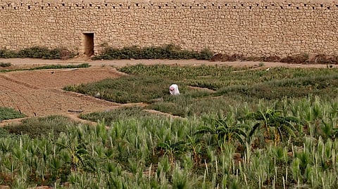 Saudi Arabia reports H5N8 bird flu on farm: OIE