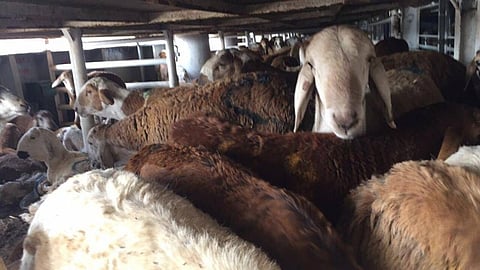 Jeddah receives 19,432 sheep from Sudan