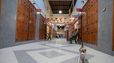 A cat is seen at Mubarikiya market, following the outbreak of coronavirus, after the government ban to close all companies in Kuwait City, Kuwait Mar. 12, 2020. (Reuters)