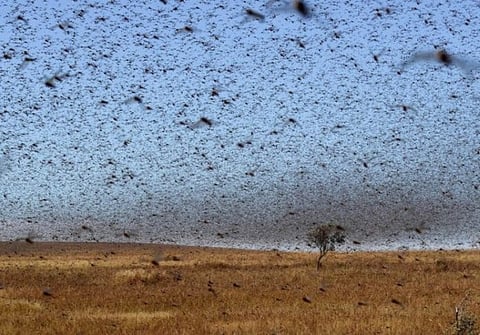 Desert locusts’ situation under control in KSA