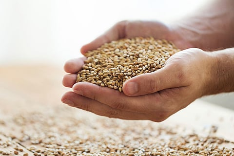 Saudi Arabia's SAGO buys 860,000 tons of wheat