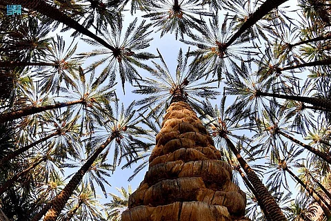 Two Million Palm Trees in AlUla Produce 90,000 Tons of Dates Annually