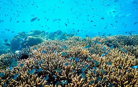 KAUST research study enhances preserving coral reefs in Red Sea