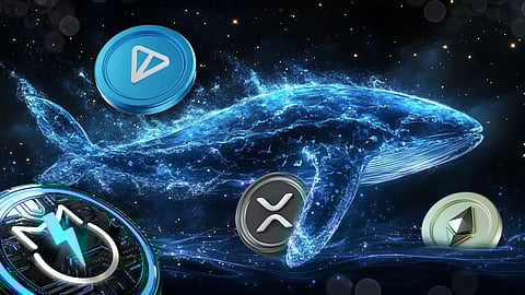 Top Picks for February: JetBolt Capturing Whales Interest