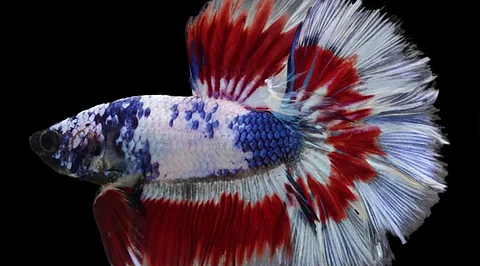 Rare Betta Fish for Sale – Where Technology Meets Aquatic Elegance