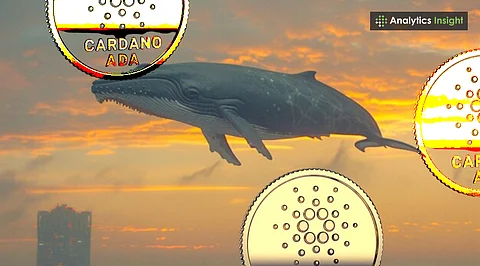 Why is Cardano & XRP Whale Activity Hitting Multi-Month Highs?