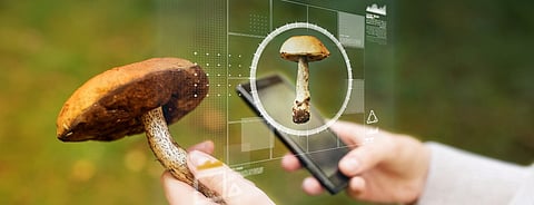 Mushroom Identifier Apps