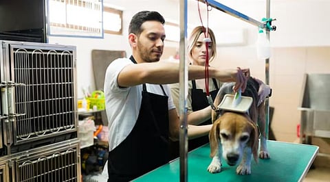 The Smartest Ways Pet Grooming Businesses Are Scaling Up Right Now