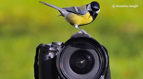 Top-Used-Cameras-for-Bird-Photography-on-a-Budget.jpg
