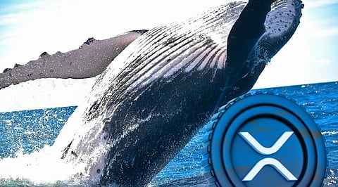 XRP Whale Activity Surges as Small Investors Sell Their Holdings