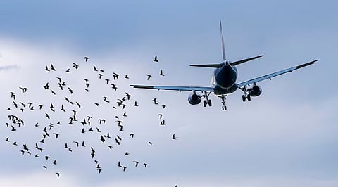 The Technology Behind Bird-Strike Protection in Aircraft