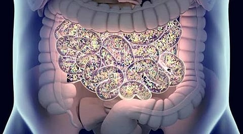 The Dataset Inside You: Why Your Gut Microbiome Is Personalised Health's Most Underrated Resource