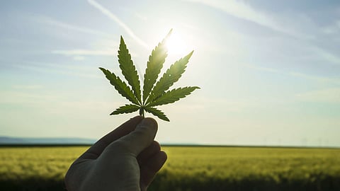 Big Data is the Driver of the Cannabis Industry