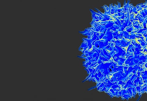 Through ML-Enabled Cell Visualization, Scientists Traced the Source of Cancer