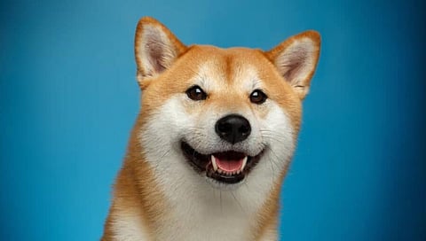 Elon’s Dogecoin Community Joining Bitgert After its BRC20 Smart Contract Blockchain Launch, Tough Competitor of Shiba Inu, Polygon, Ethereum