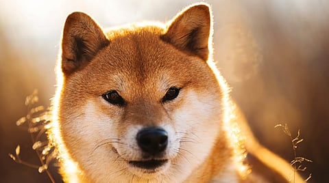 Shiba Inu Bridge On Bitgert Chain Might Explode Its Price