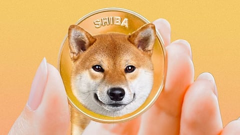 Shiba Inu Price Plummeting and Bitgert Price Continued to Rise