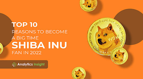 Top 10 Reasons to Become a Big Time Shiba Inu Fan in 2022