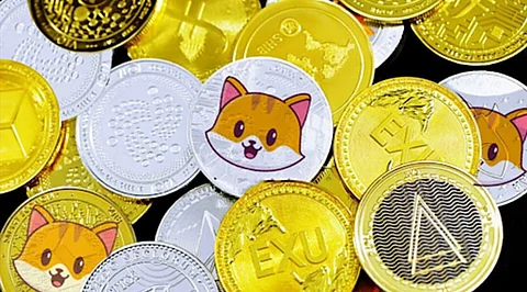 Why Dogecoin Supporter Elon Musk will tweet about Catecoin?