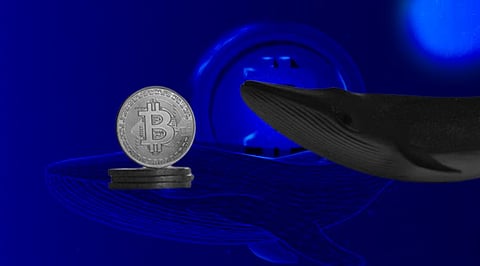 Bitcoin Whales are Preparing for a Longer Bear Trend! Your stand?