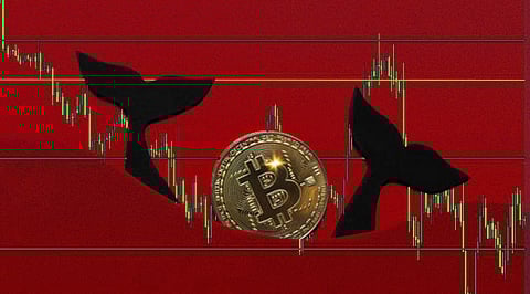 Bitcoin to See a Fresh Decline in June, Are BTC Whales Leaving the Crypto?