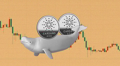 Cardano Whales are Staking up ADA Tokens, Thanks to the Vasil Upgrade