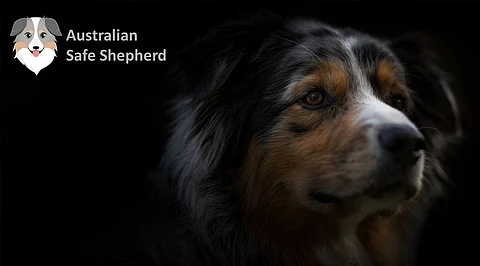 Australian Safe Shepherd Coin Prediction: Better than TAMA?